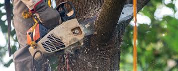 How Our Tree Care Process Works  in  Friendly, MD