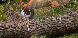 Best Organic Lawn Care Solutions  in Friendly, MD