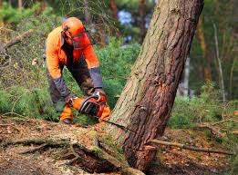 Best Tree Disease Treatment  in Friendly, MD