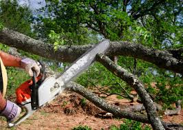 Best Commercial Tree Services  in Friendly, MD
