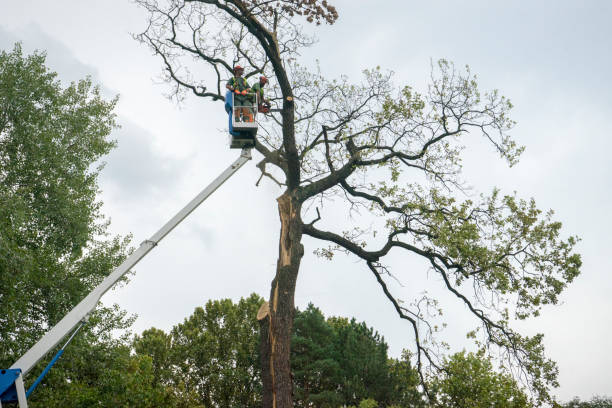 Best Tree Cabling and Bracing  in Friendly, MD