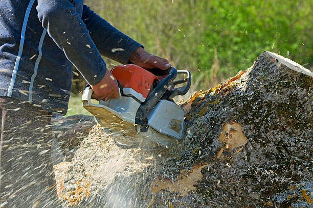 Best Palm Tree Trimming  in Friendly, MD