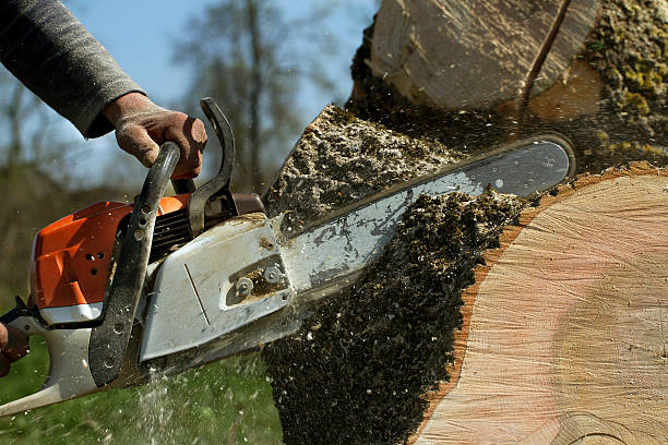 Tree and Shrub Care in Friendly, MD