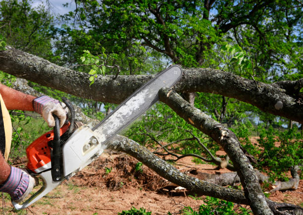 Best Fruit Tree Pruning  in Friendly, MD